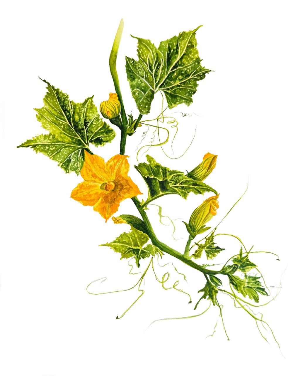Squash flowers