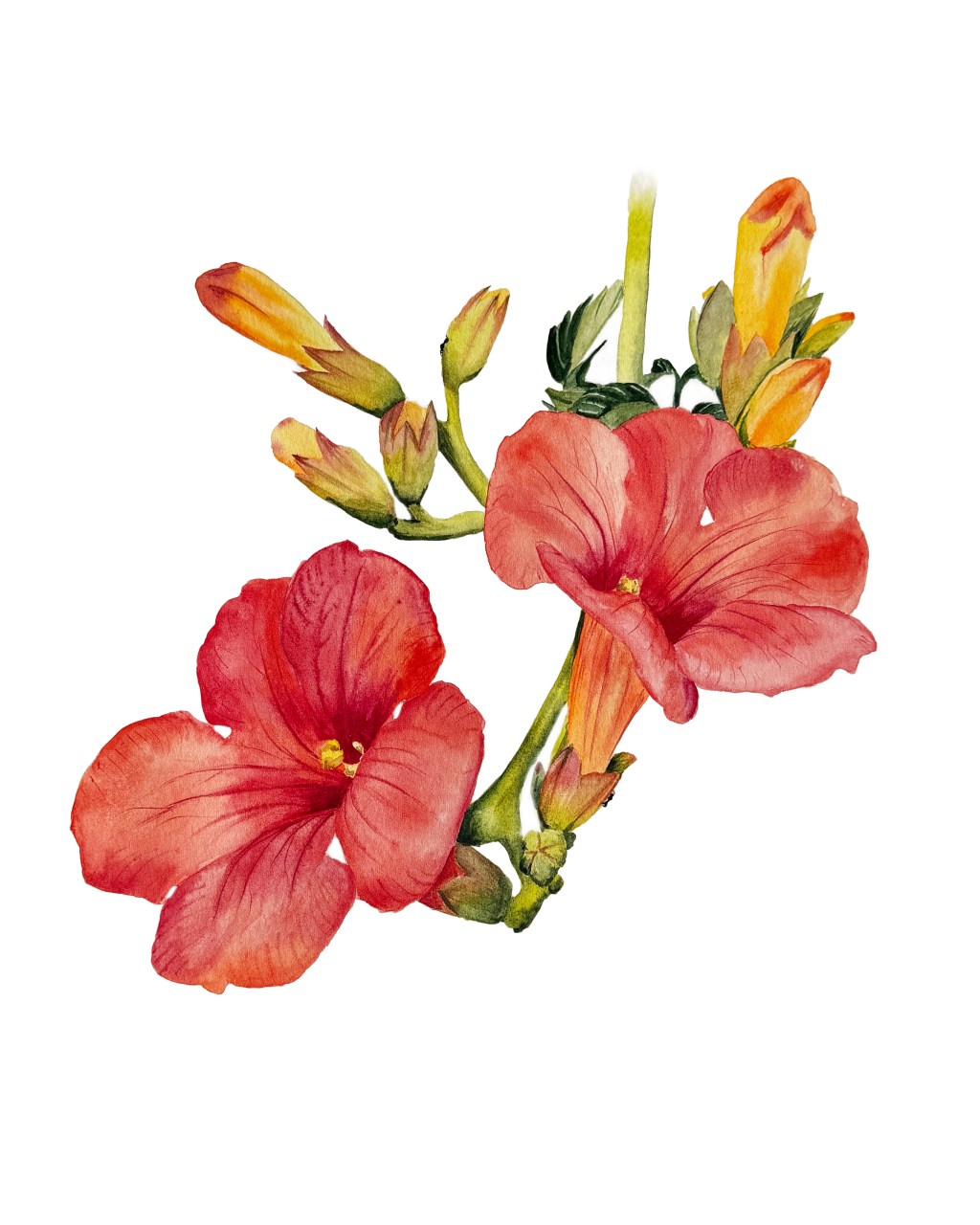 Campsis radicans at the end of flowering