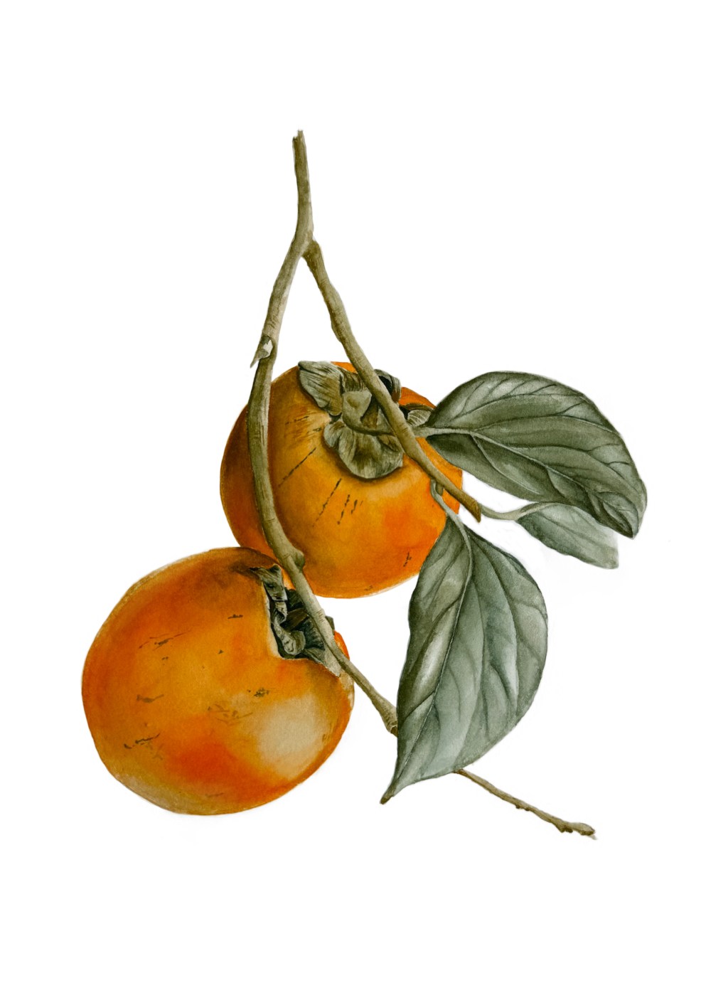 Persimmon branch