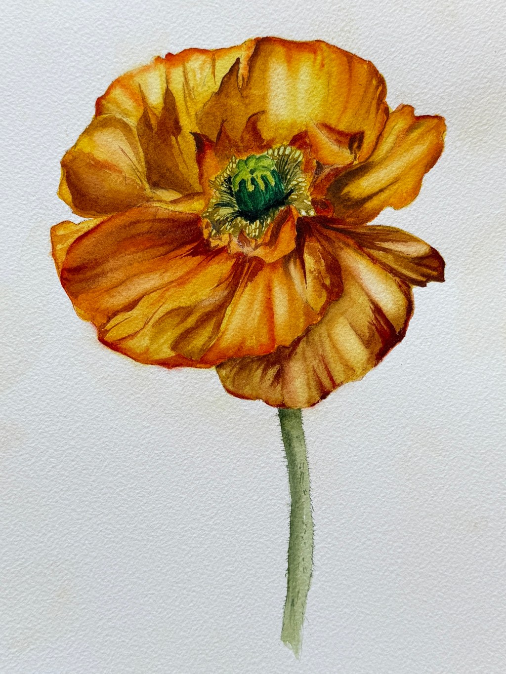 Yellow Poppy