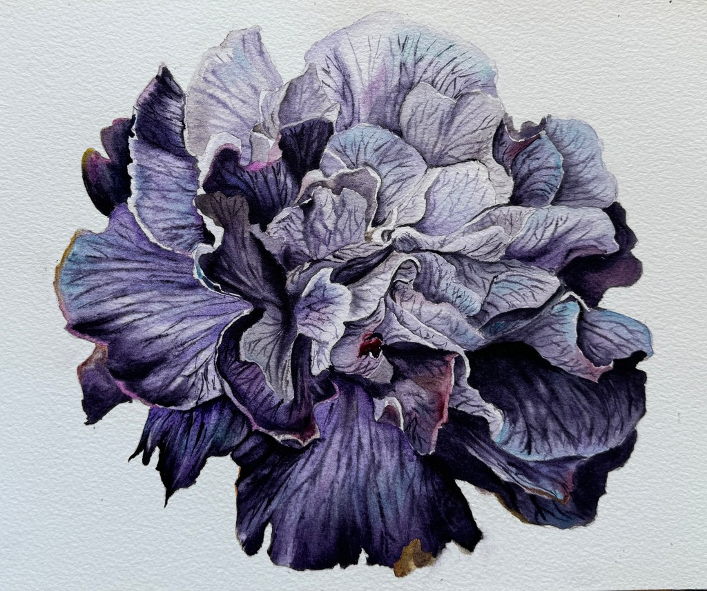Purple Carnation