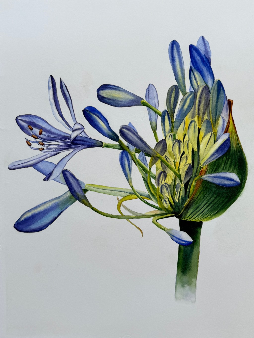 Agapanthus
