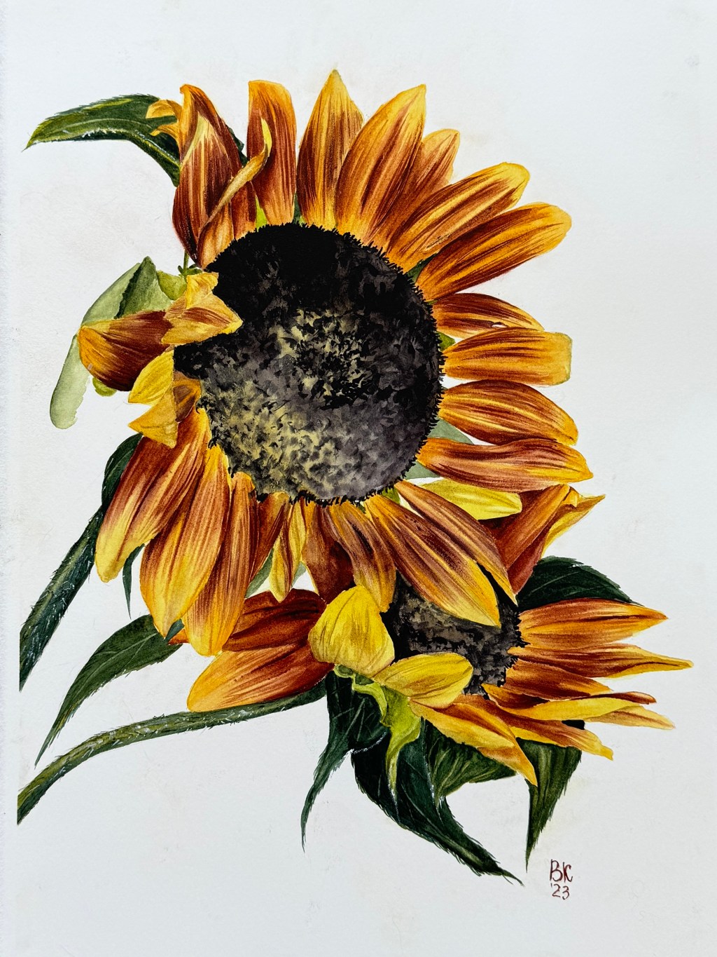 Sunflowers