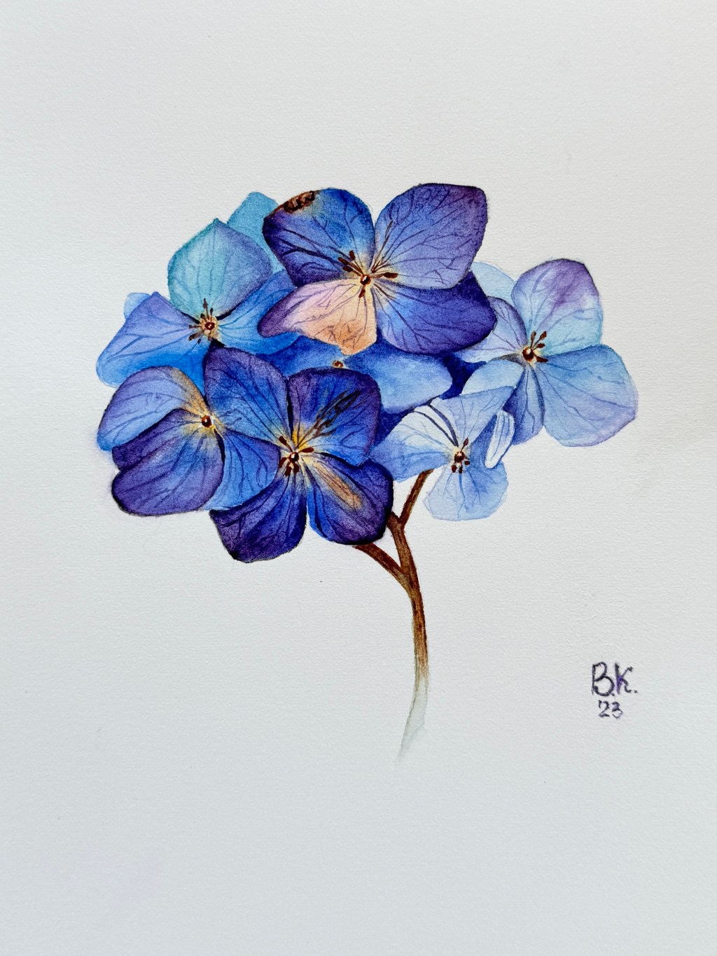 Blue Hydrangea