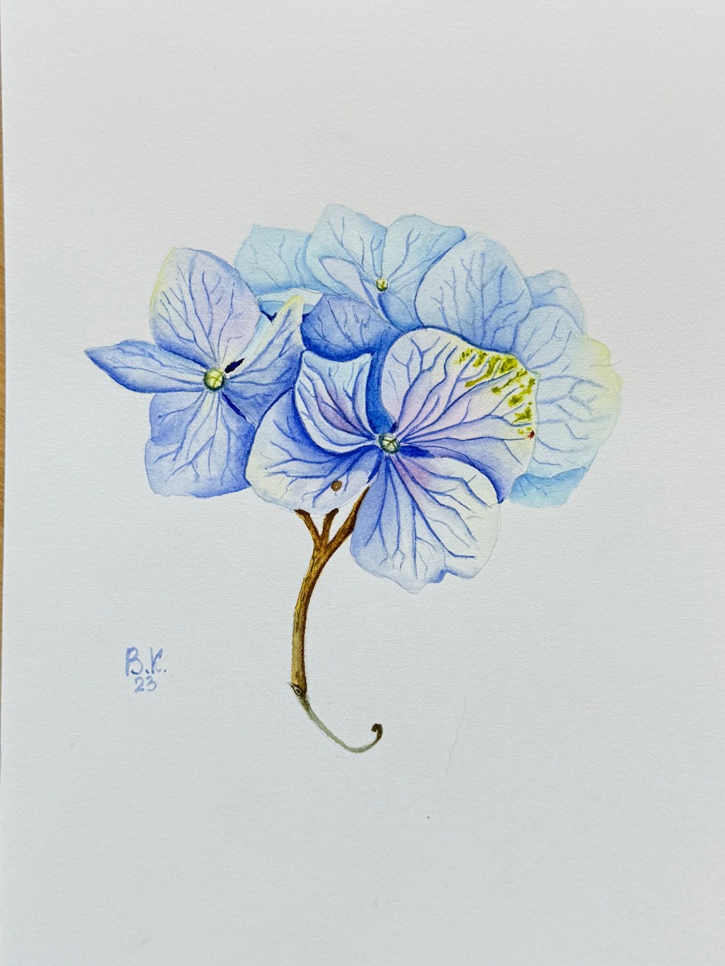 Light Blue Hydrangea