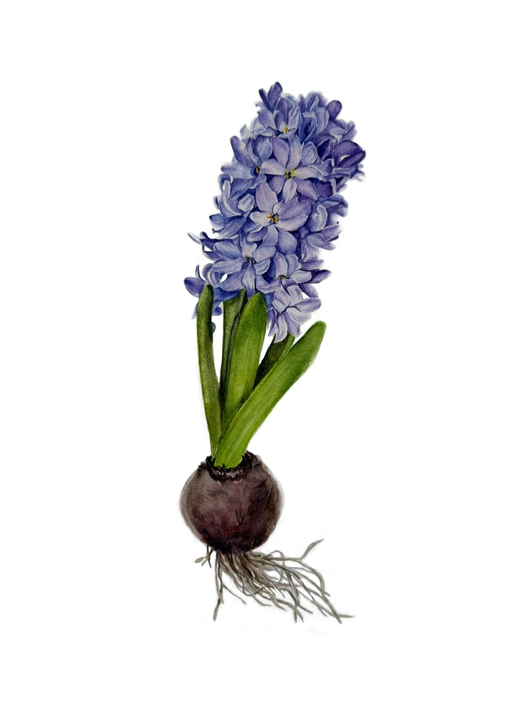 Hyacinth