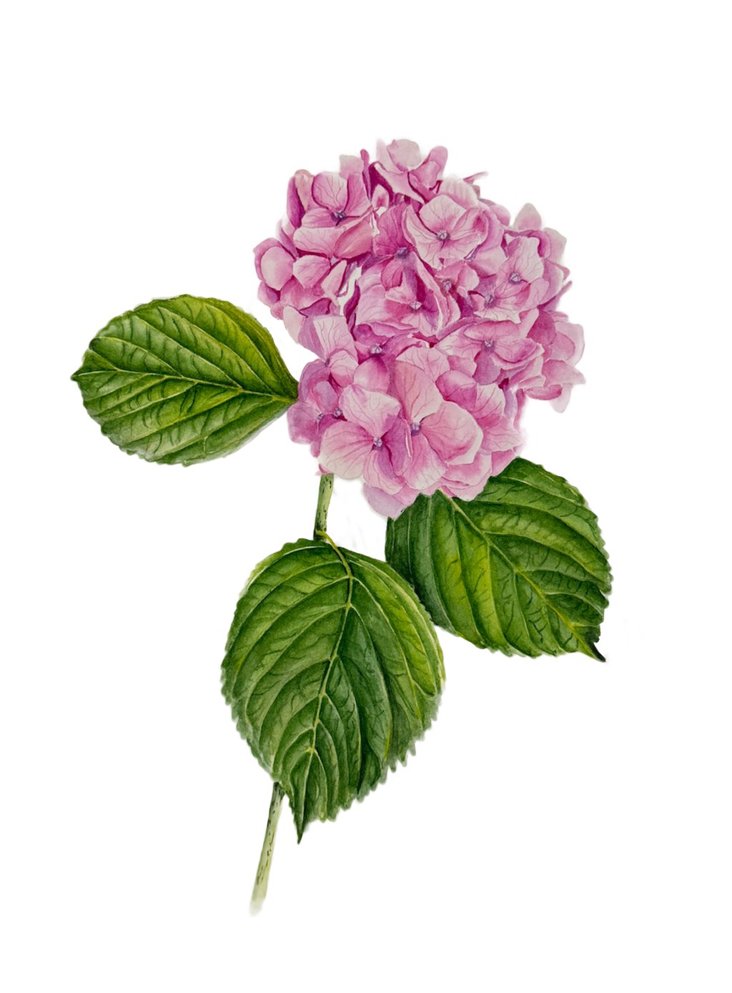 Hydrangea