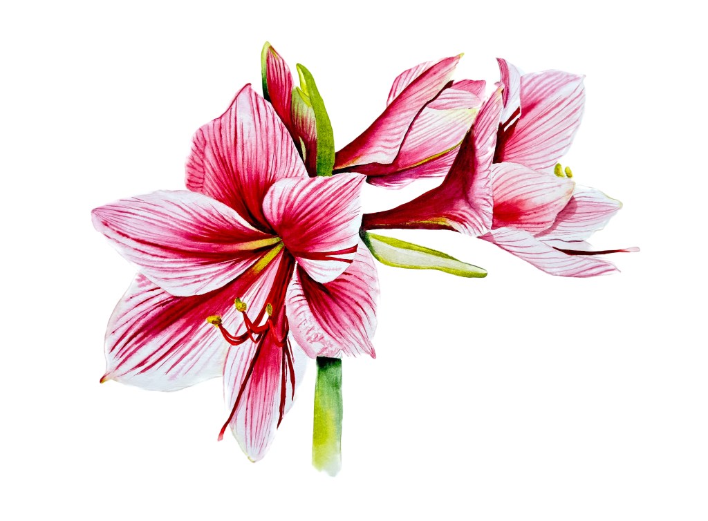 Hippeastrum