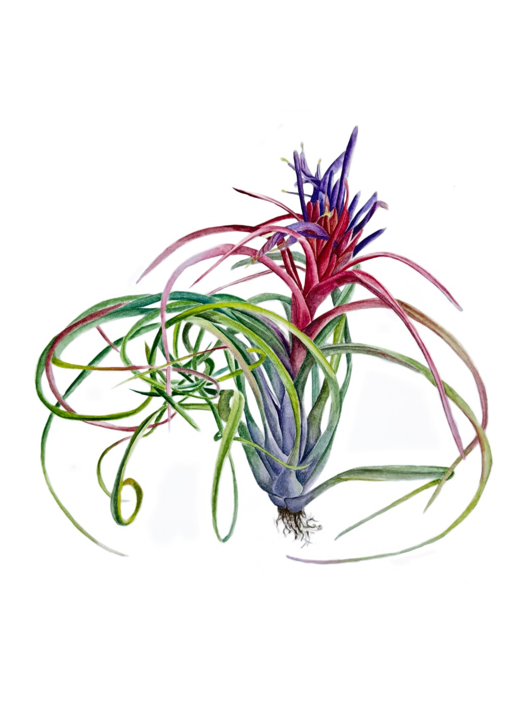 Tillandsia Blood Red